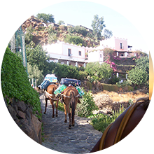 Mulo, Alicudi