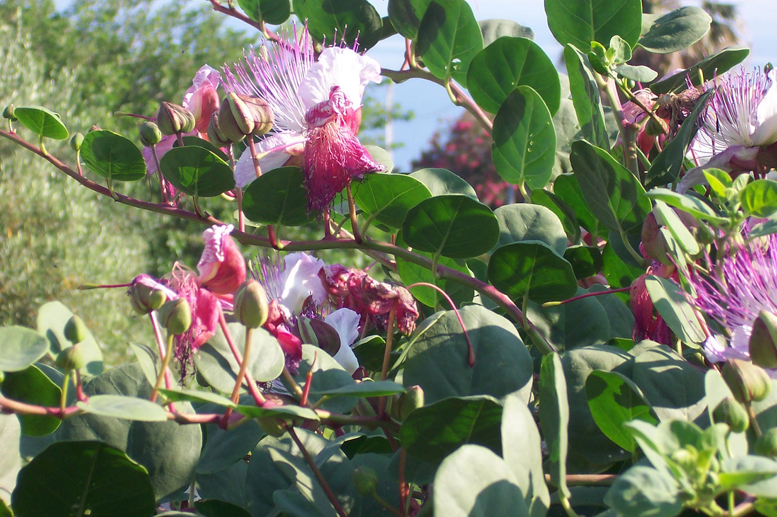 Cappero sulla pianta e fiore del cappero